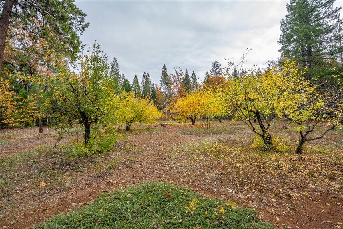 29104 Johnson Road Montgomery Creek, CA 96065 - Photo 92 of 137 a view of a yard with trees