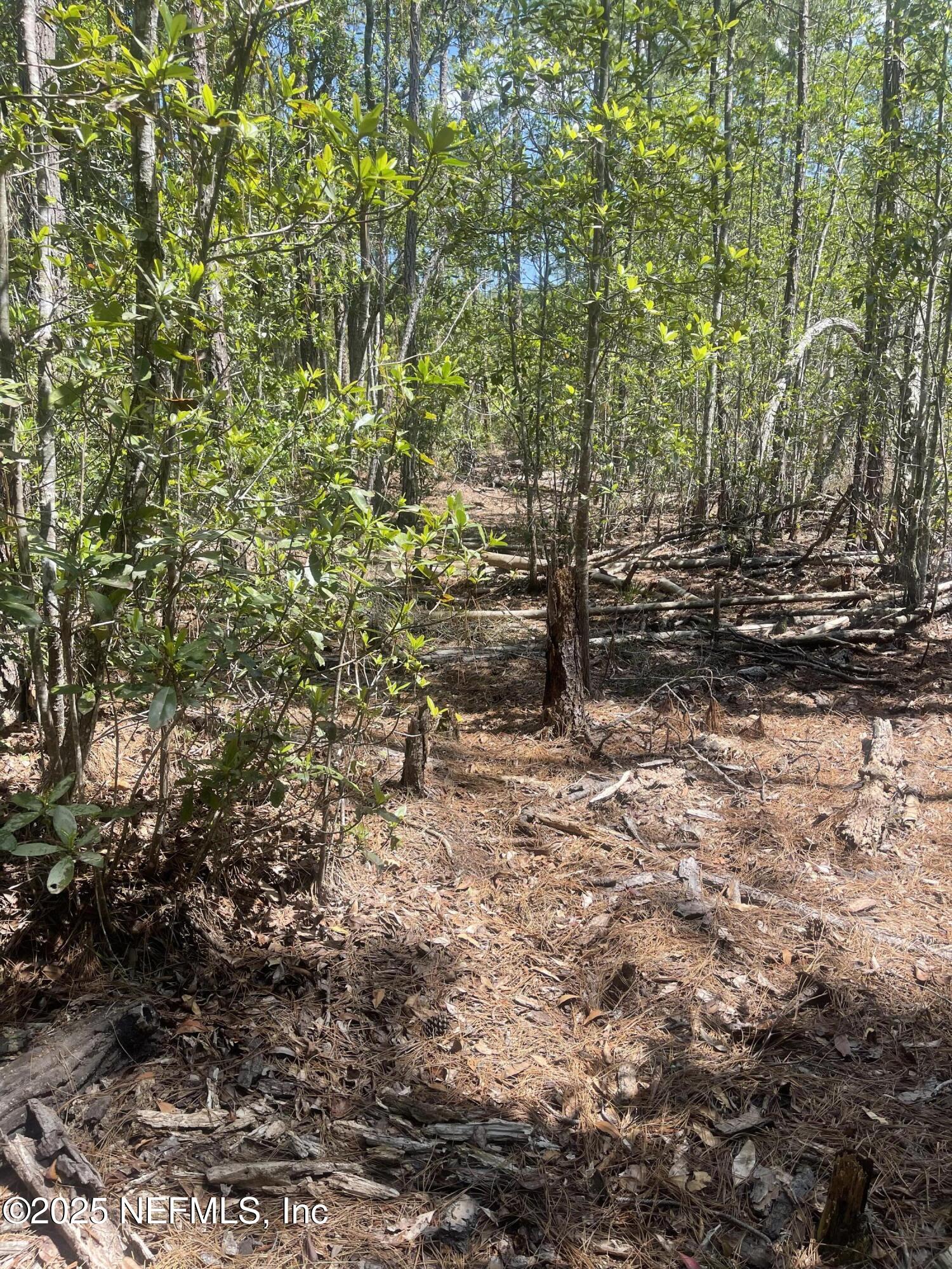 a view of a yard with plants and trees