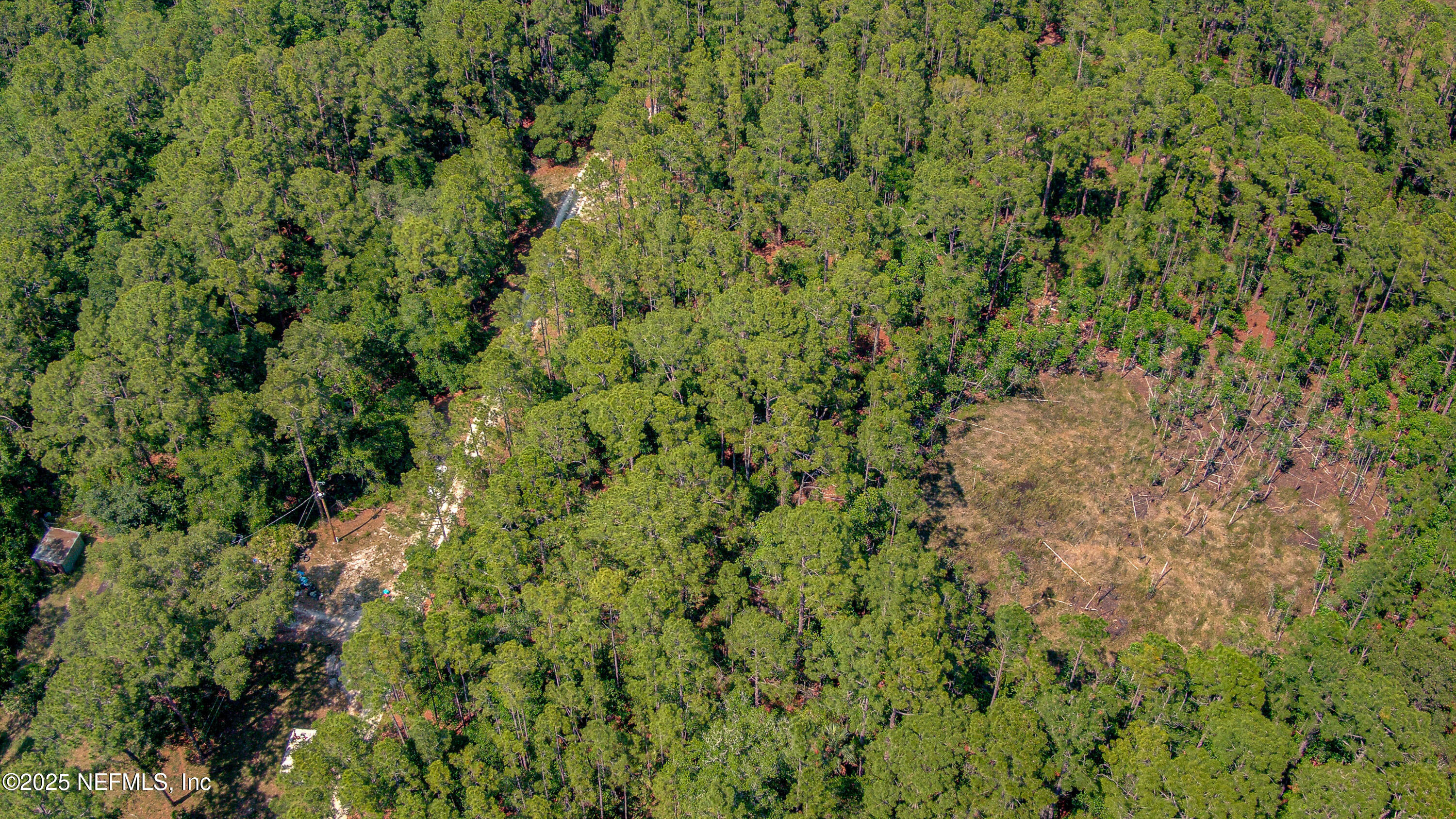 109 Arden Street Georgetown, FL 32139 - Photo 14 of 15 a view of a lush green forest