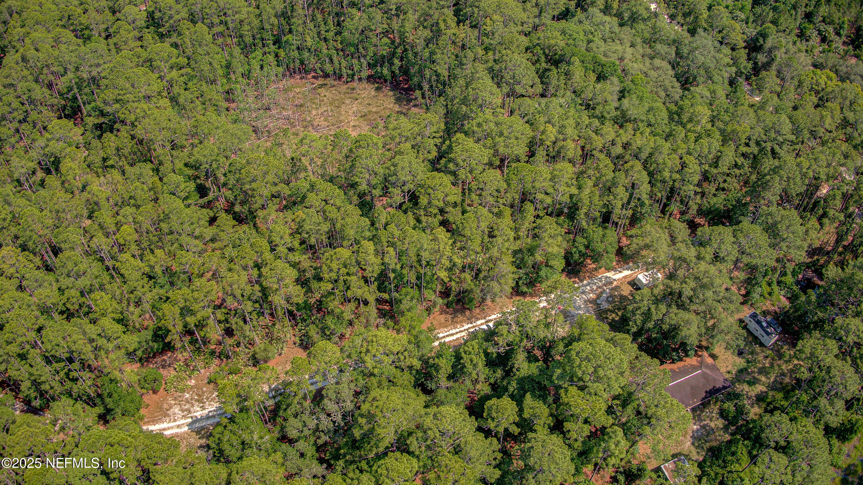 109 Arden Street Georgetown, FL 32139 - Photo 3 of 15 a view of a forest with a tree