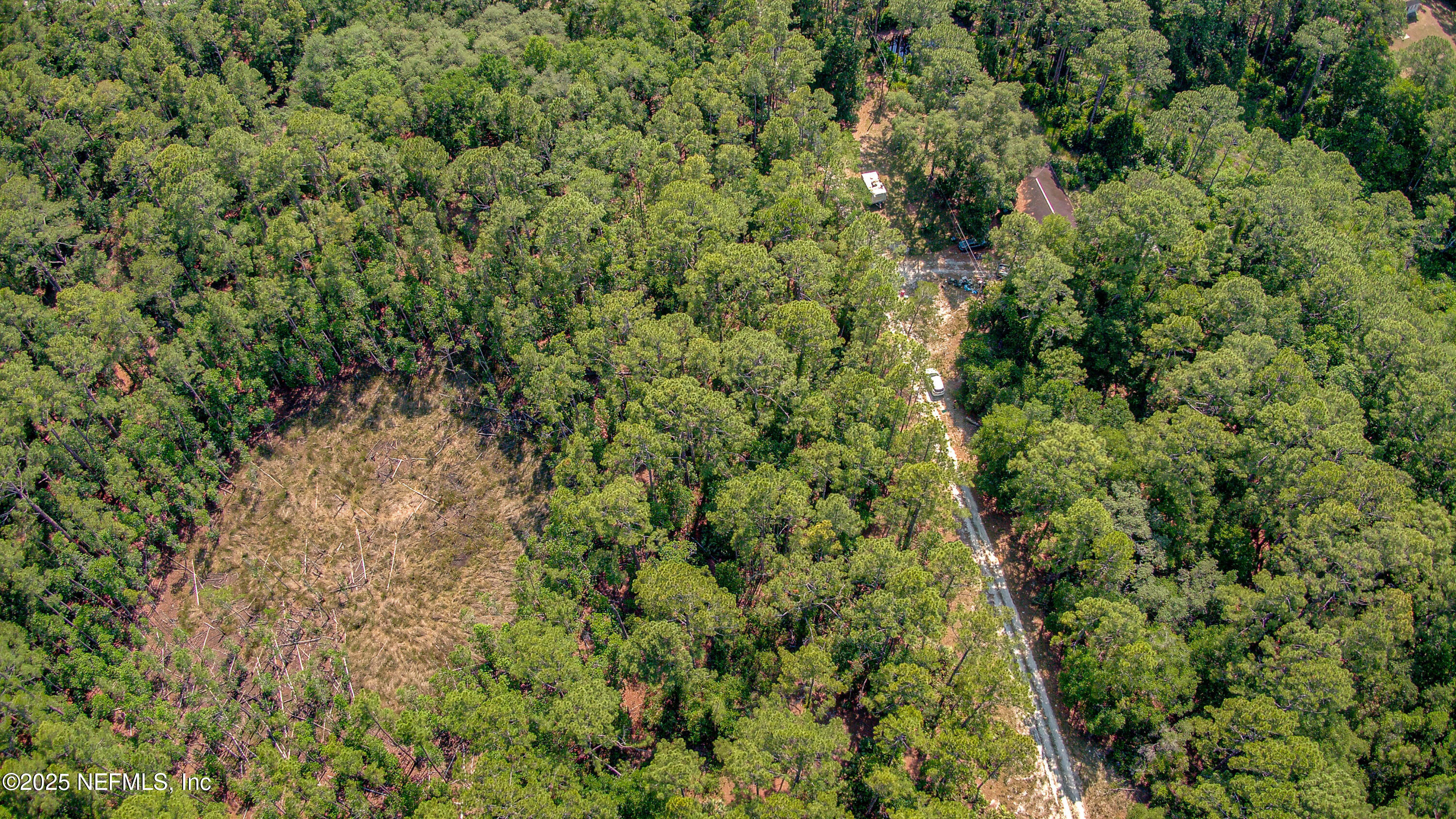 109 Arden Street Georgetown, FL 32139 - Photo 7 of 15 a view of a forest with a tree