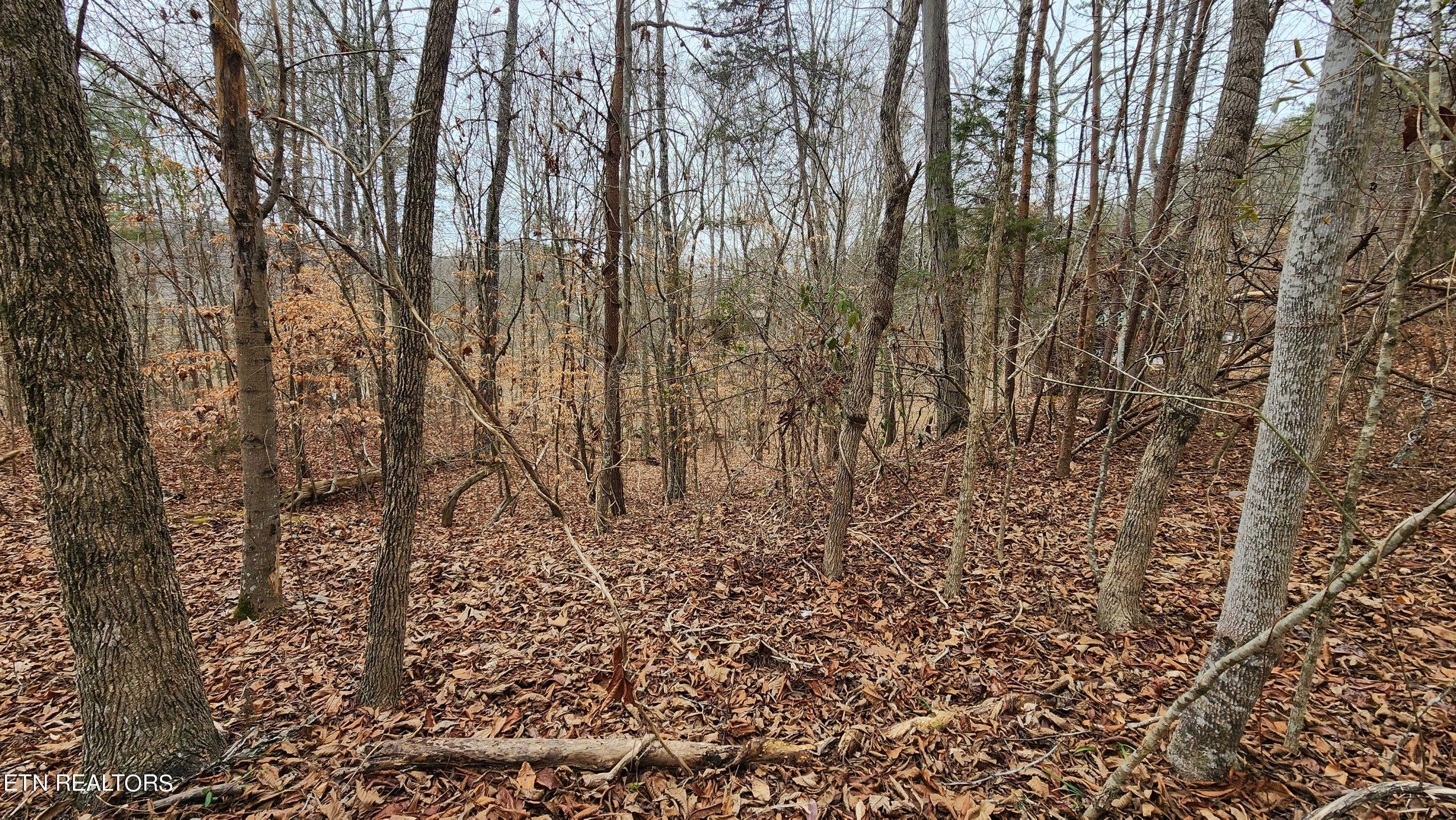 304 Bluff View Road New Tazewell, TN 37825 - Photo 9 of 27 Select cut for views