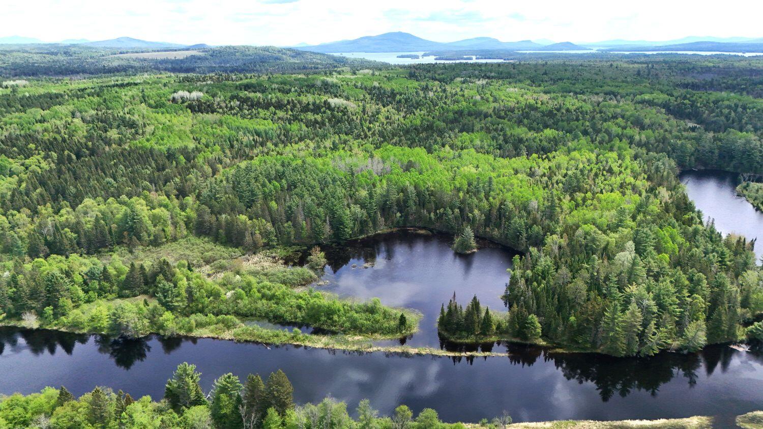 Welcome to the Maine woods!