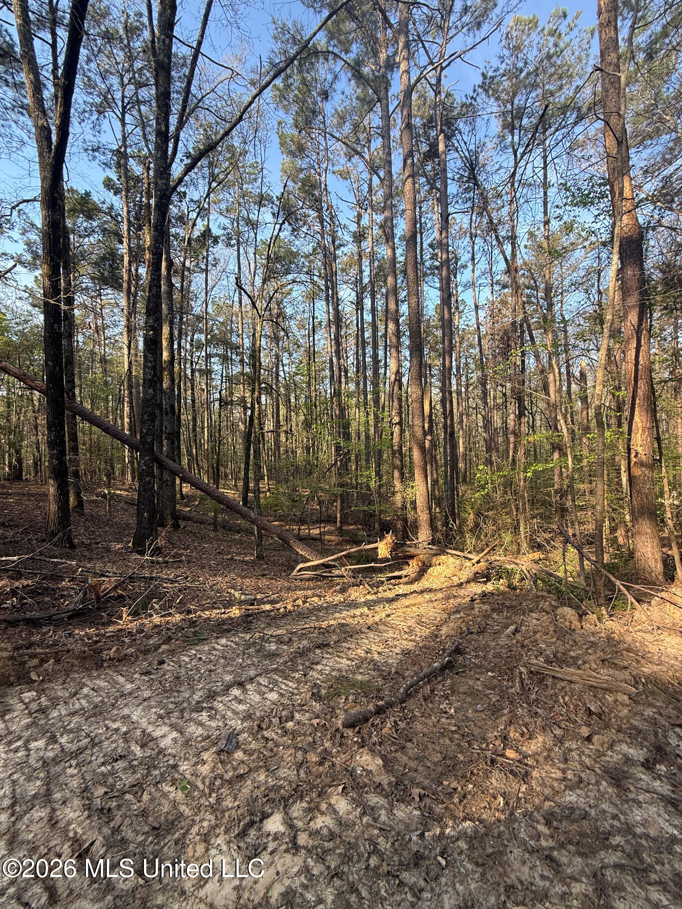 674 East J Henry Road Grenada, MS 38901 - Photo 7 of 26 Grenada 155 EDITS-7