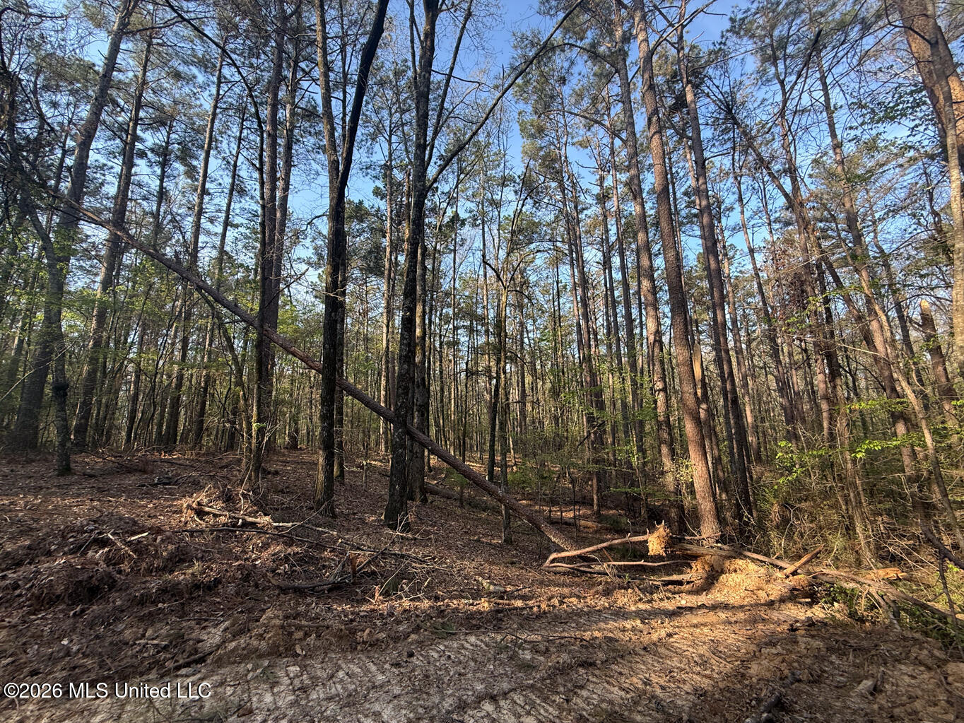 674 East J Henry Road Grenada, MS 38901 - Photo 8 of 26 Grenada 155 EDITS-8