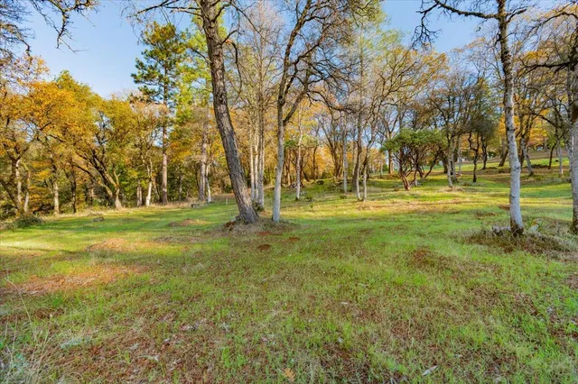 a view of a ground with trees