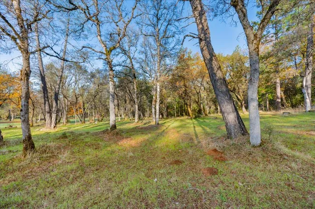 a view of a yard with trees