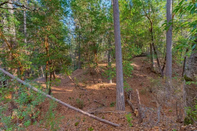 a view of a forest filled with trees