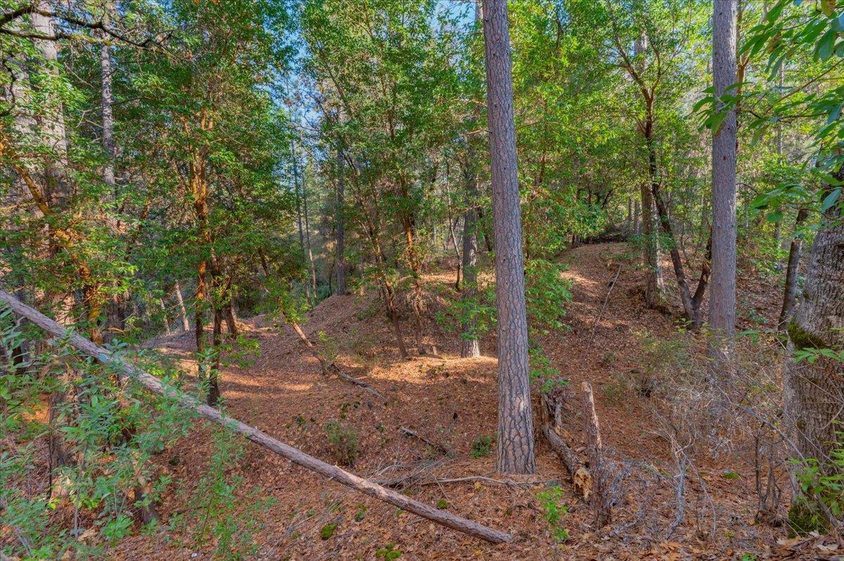 10746 South Ponderosa Way Rough and Ready, CA 95975 - Photo 17 of 28 a view of a forest filled with trees