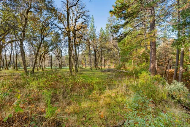 a view of yard with trees