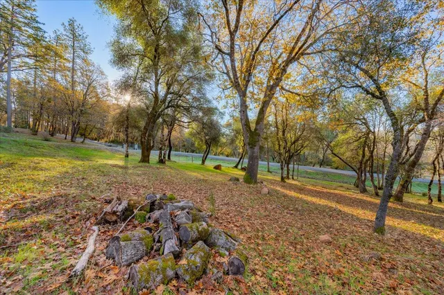 a view of a park with large trees