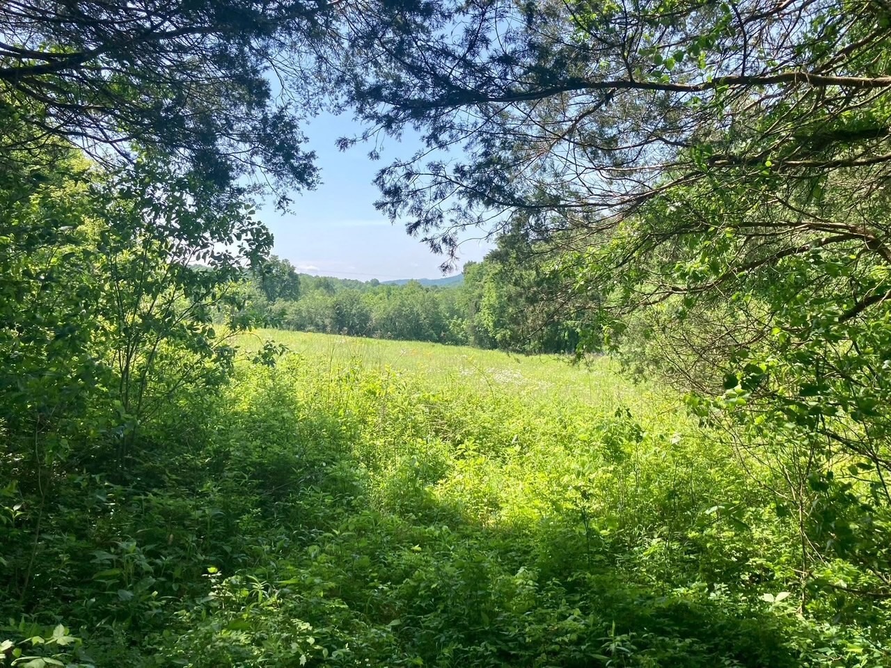 3203 Statesville Road Watertown, TN 37184 - Photo 45 of 56 a view of a field with a tree