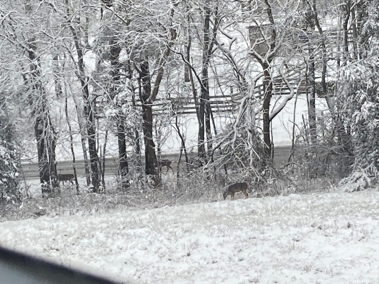 3203 Statesville Road Watertown, TN 37184 - Photo 46 of 56 a backyard of a house with lots of green space