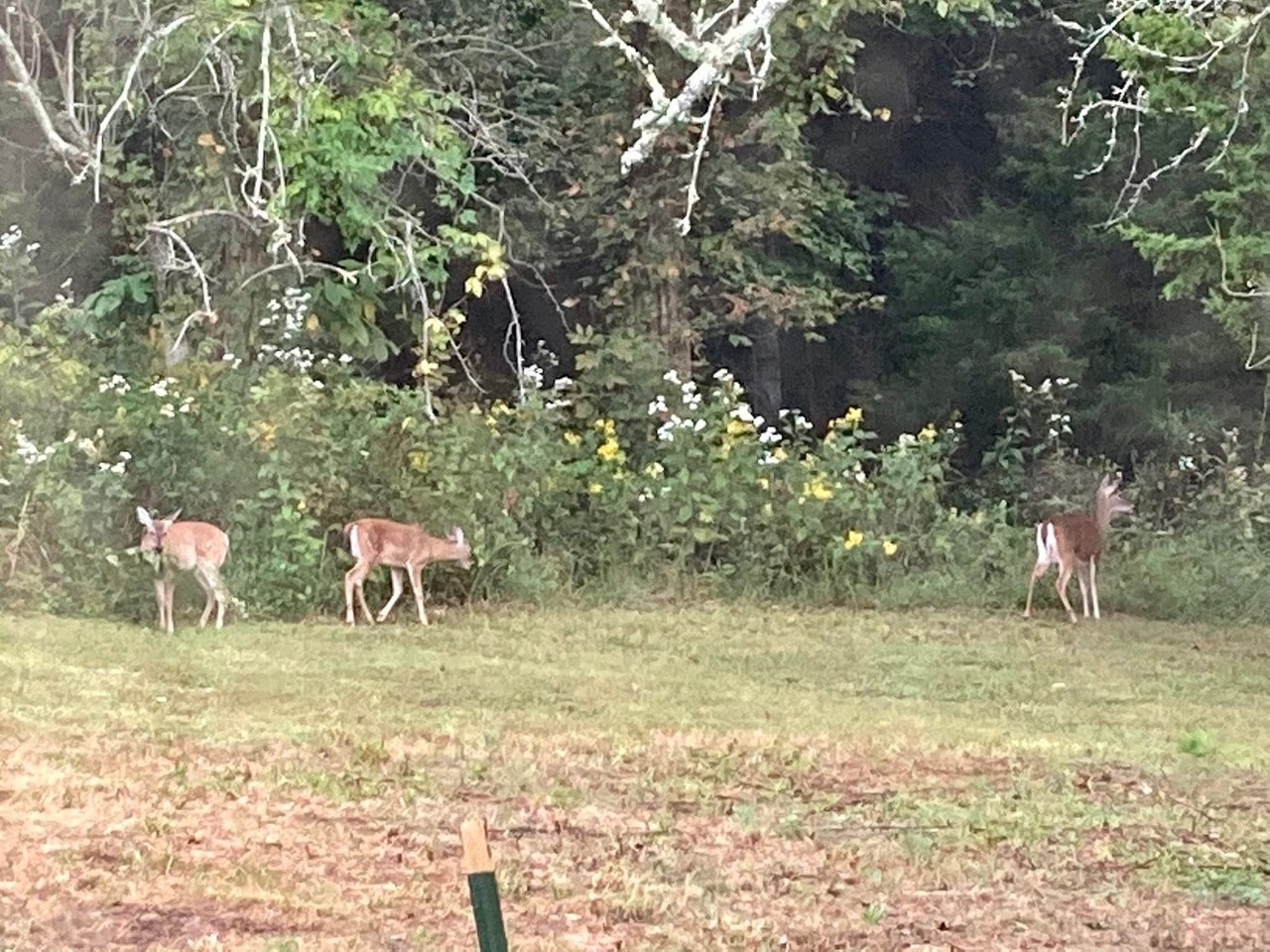 3203 Statesville Road Watertown, TN 37184 - Photo 50 of 56