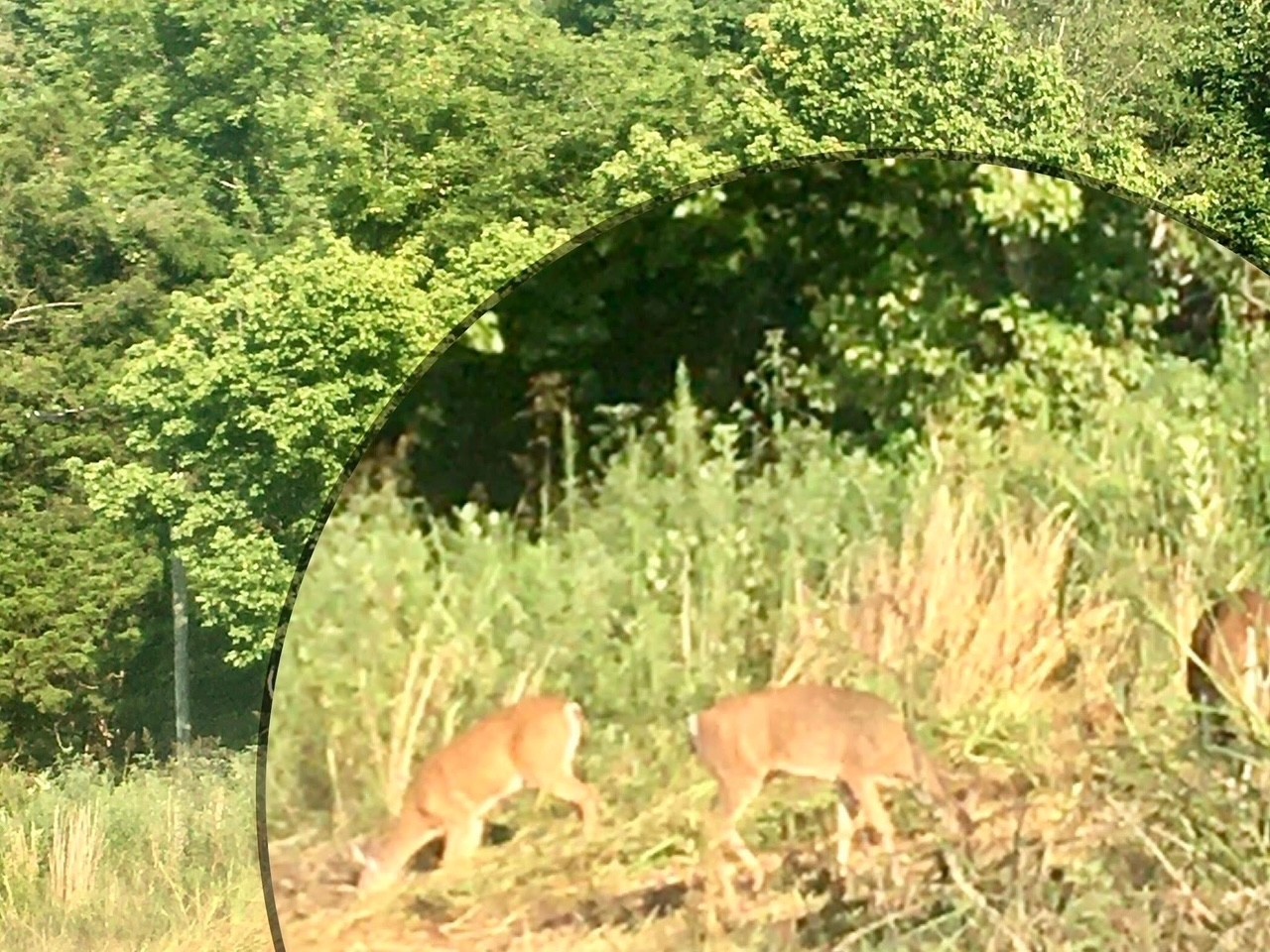 3203 Statesville Road Watertown, TN 37184 - Photo 51 of 56 a view of yard from a tree