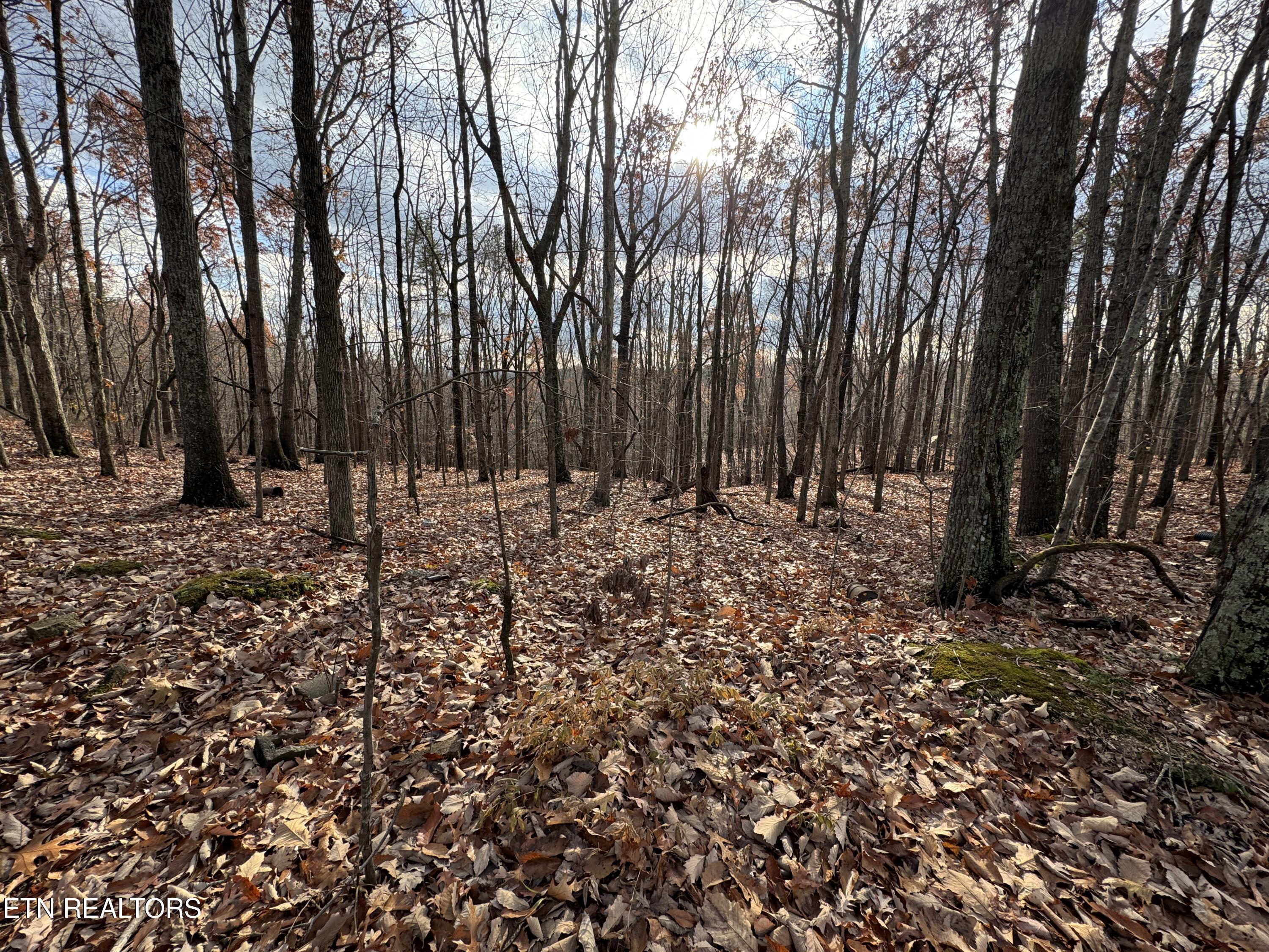 Lawhon Farm Road Loudon, TN 37774 - Photo 8 of 17 IMG_5962