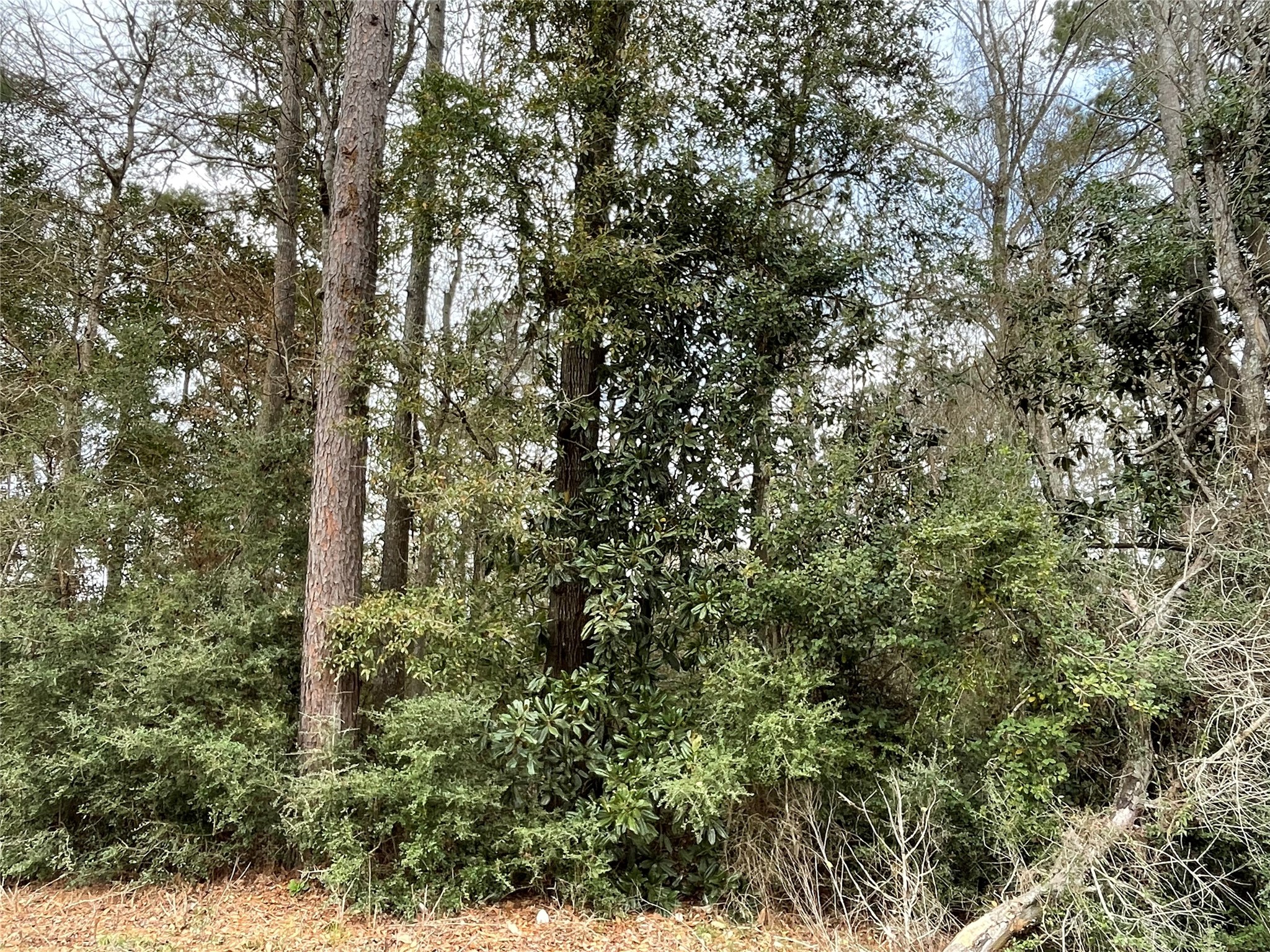 0 Codner Drive Shepherd, TX 77371 - Photo 1 of 4 a close up of a tree in a yard