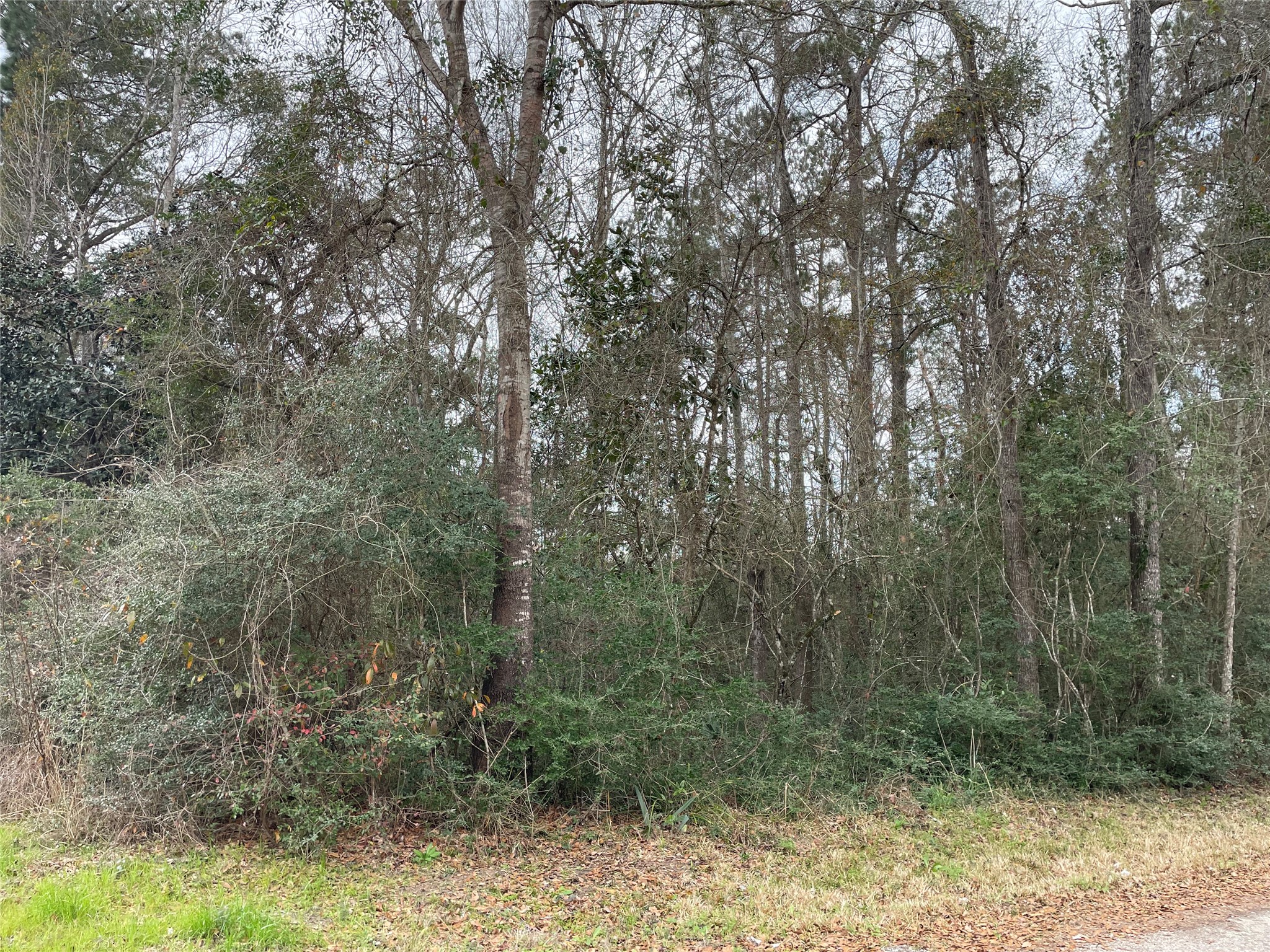 0 Codner Drive Shepherd, TX 77371 - Photo 2 of 4 a view of a yard