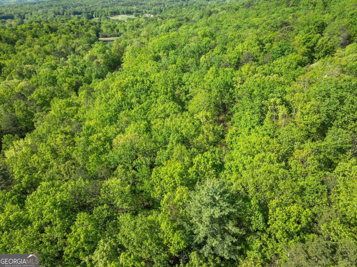 0 Pippin Circle, Unit 635 Clarkesville, GA 30523 - Photo 19 of 20 a view of a lush green forest with a tree