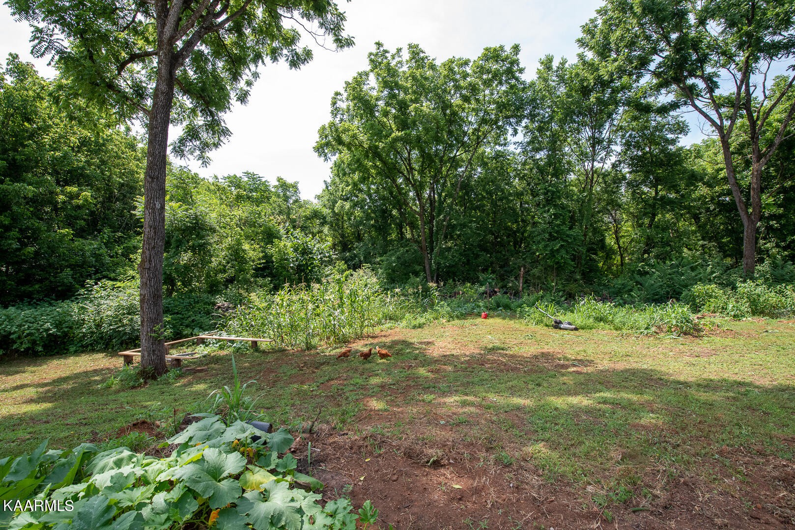1606 River Poppy Road Mascot, TN 37806 - Photo 51 of 58 Gallery Image 51