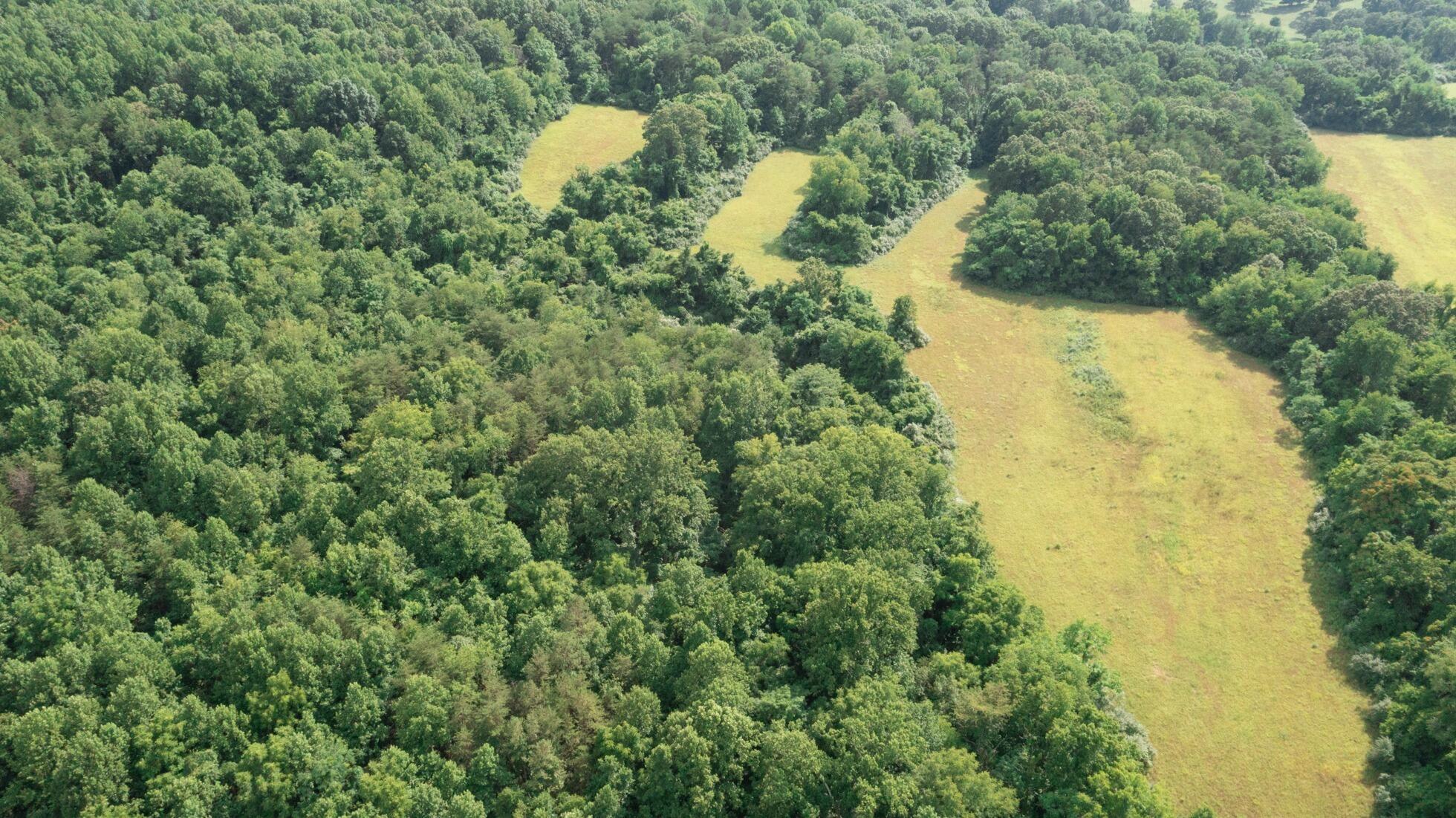 0 Gorge Road Buchanan, VA 24066 - Photo 6 of 9 a view of a small yard