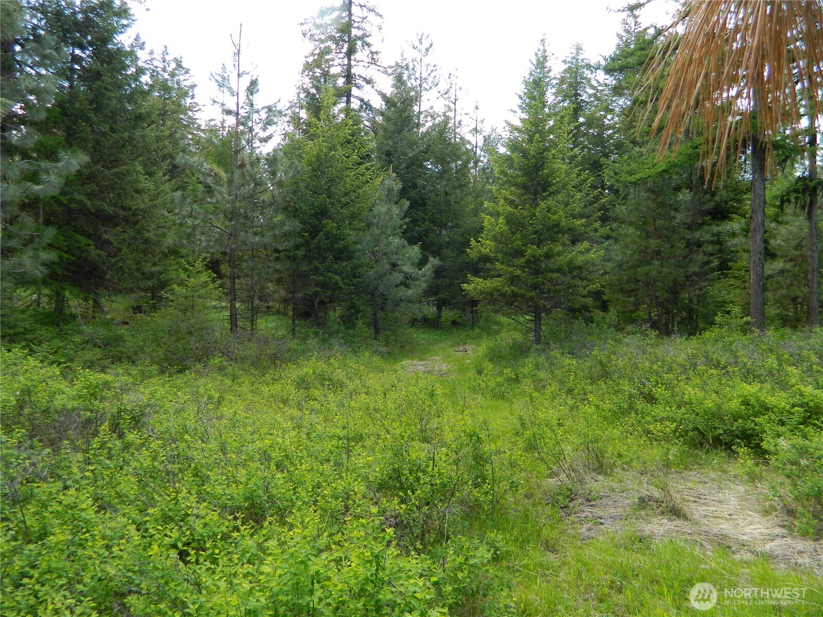 0 Blue Meadow Road Tonasket, WA 98855 - Photo 12 of 26 a view of a lush green forest