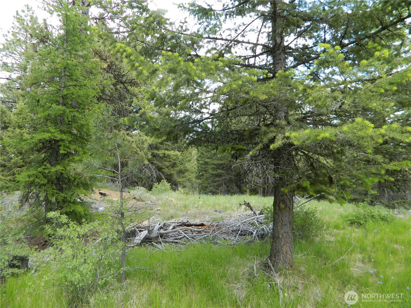 0 Blue Meadow Road Tonasket, WA 98855 - Photo 13 of 26 a view of a yard with a tree