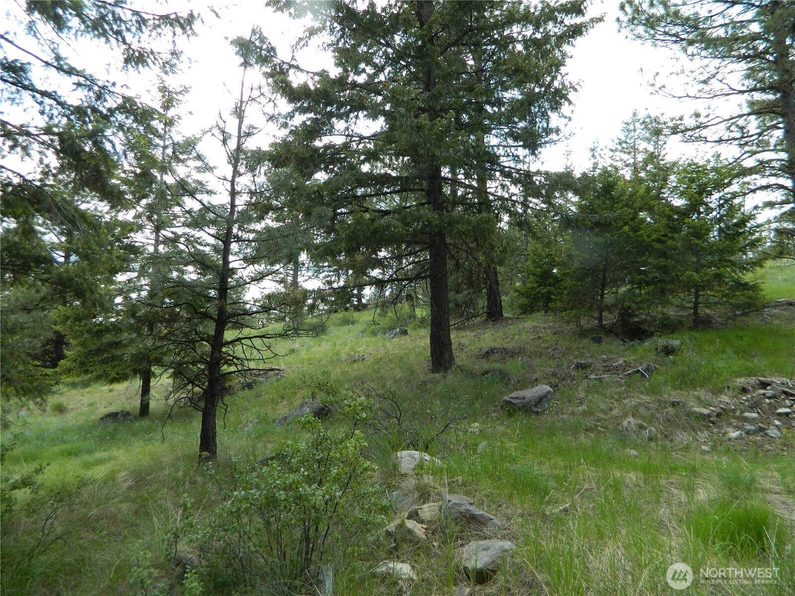 0 Blue Meadow Road Tonasket, WA 98855 - Photo 16 of 26 a big yard with lots of green space and deers