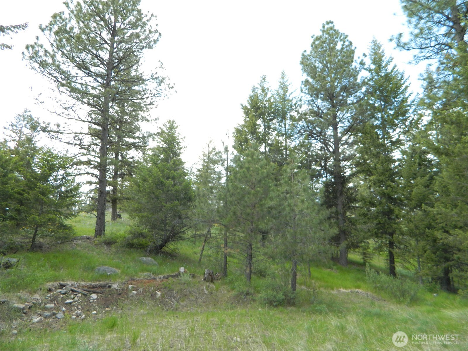 0 Blue Meadow Road Tonasket, WA 98855 - Photo 17 of 26 a view of a forest with trees in the background