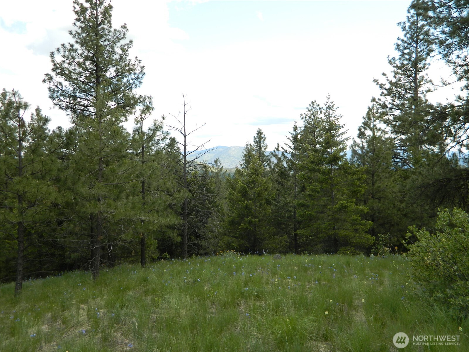 0 Blue Meadow Road Tonasket, WA 98855 - Photo 18 of 26 a view of a grassy field with trees