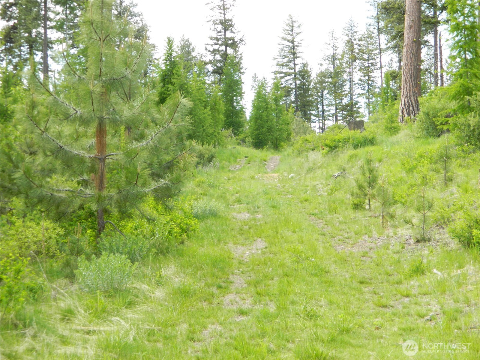 0 Blue Meadow Road Tonasket, WA 98855 - Photo 20 of 26 a view of a big yard with large trees