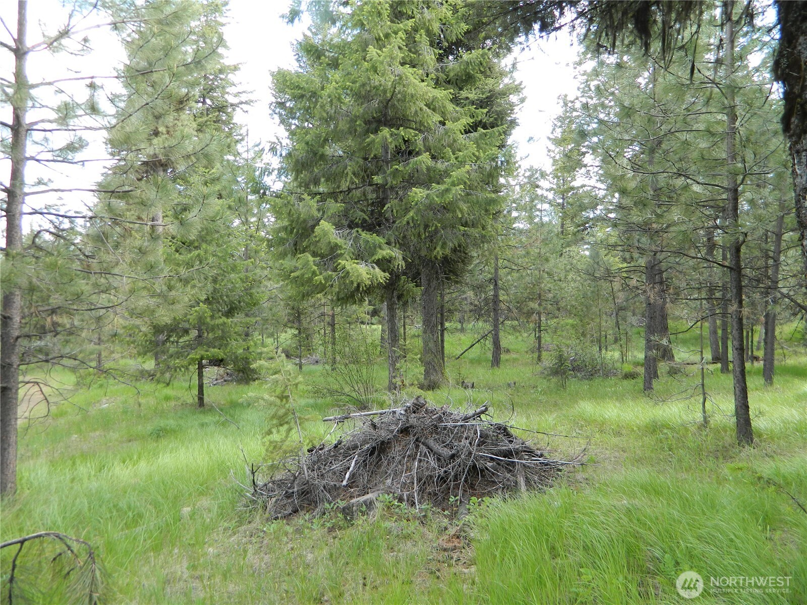 0 Blue Meadow Road Tonasket, WA 98855 - Photo 22 of 26 a big yard with lots of green space and plants