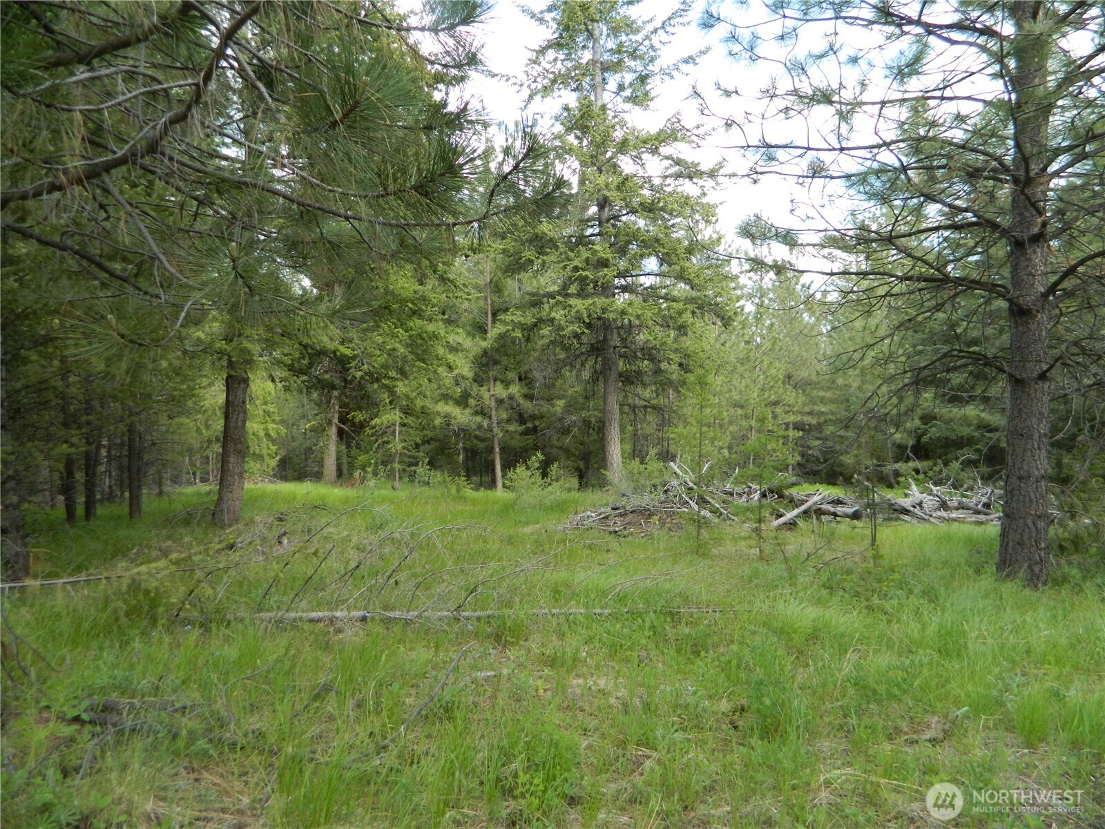 0 Blue Meadow Road Tonasket, WA 98855 - Photo 23 of 26 a big yard with lots of green space and deers