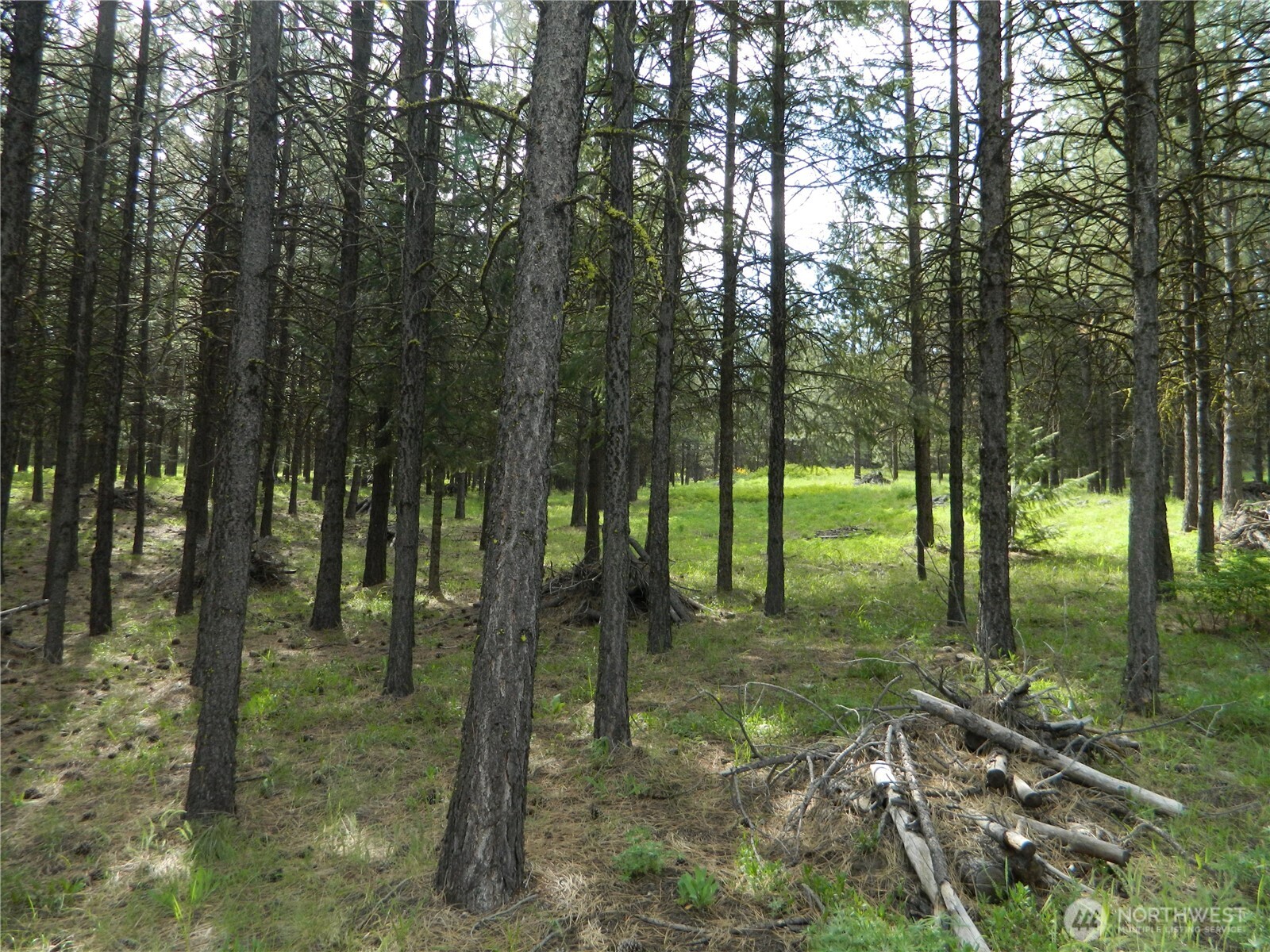 0 Blue Meadow Road Tonasket, WA 98855 - Photo 24 of 26 a view of a forest that has a tree