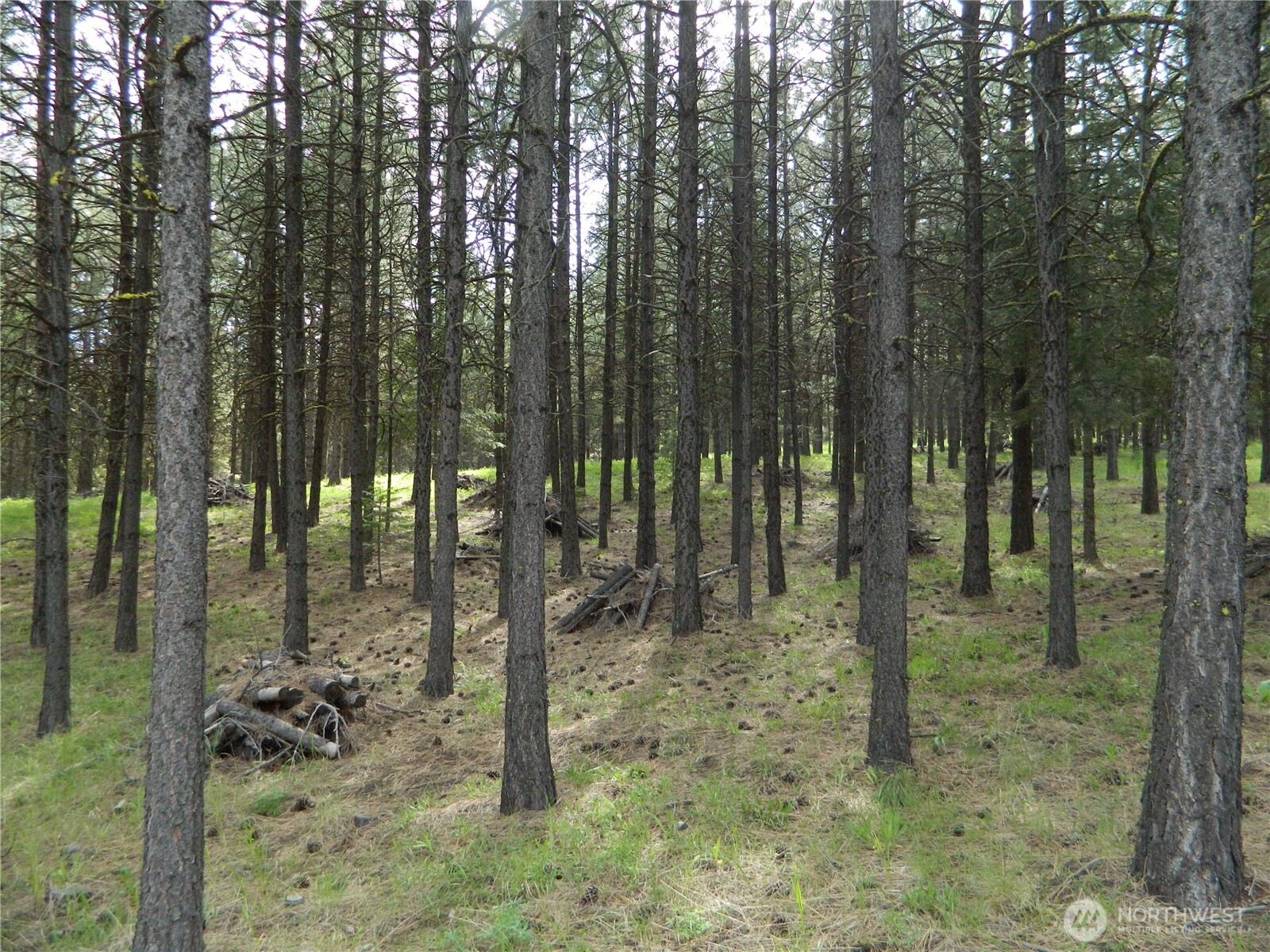 0 Blue Meadow Road Tonasket, WA 98855 - Photo 25 of 26 a view of outdoor space and trees