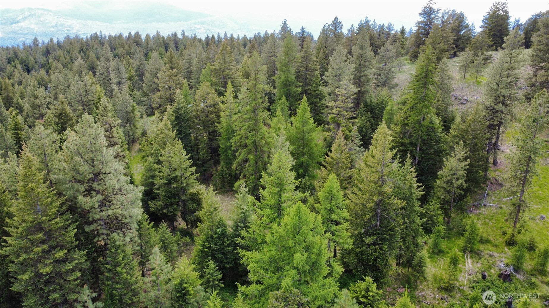 0 Blue Meadow Road Tonasket, WA 98855 - Photo 5 of 26 a view of a green field with lots of bushes