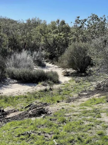 a view of a green field with lots of bushes