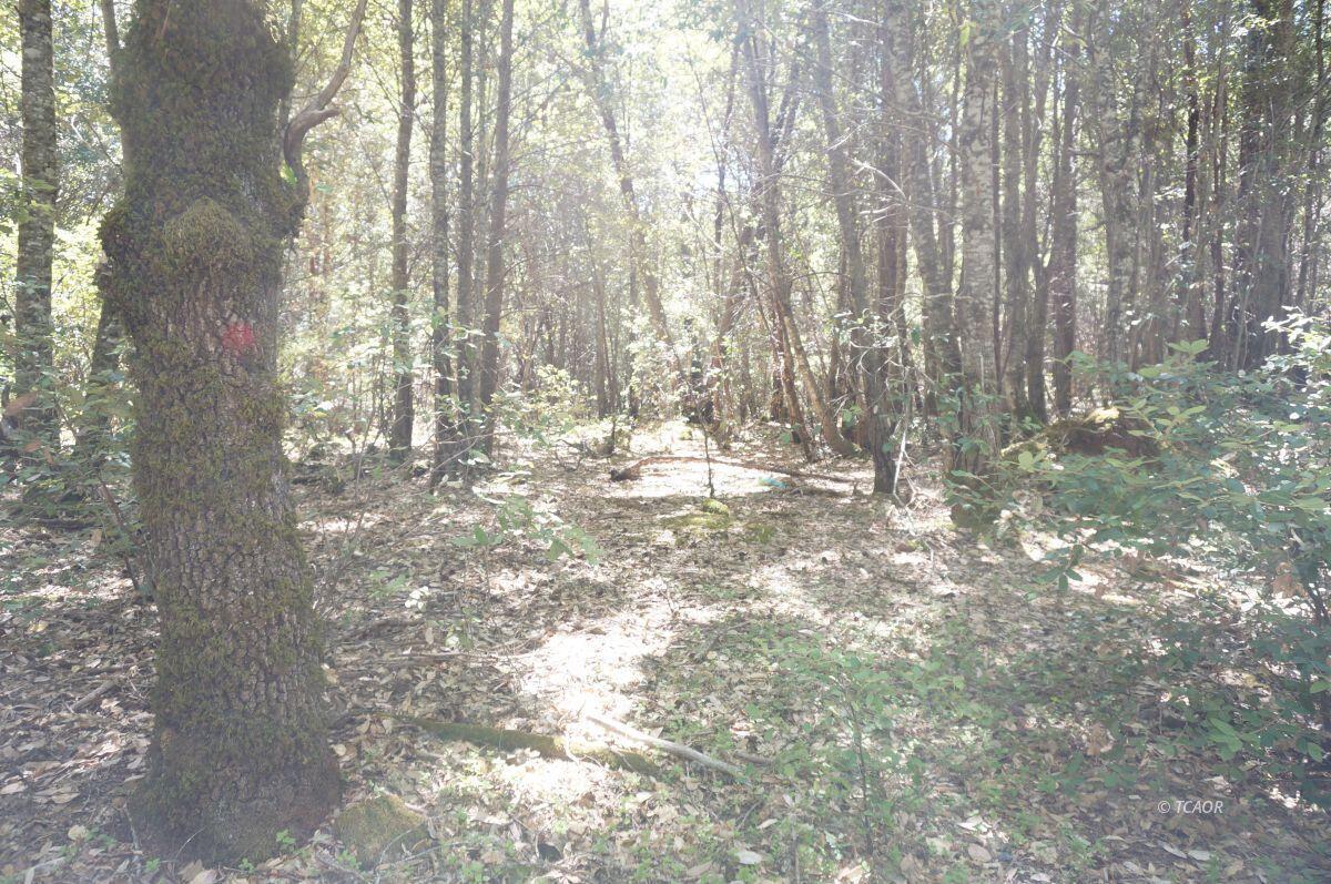 30 Suzy Q Road Salyer, CA 95563 - Photo 4 of 9 a view of trees with trees in the background