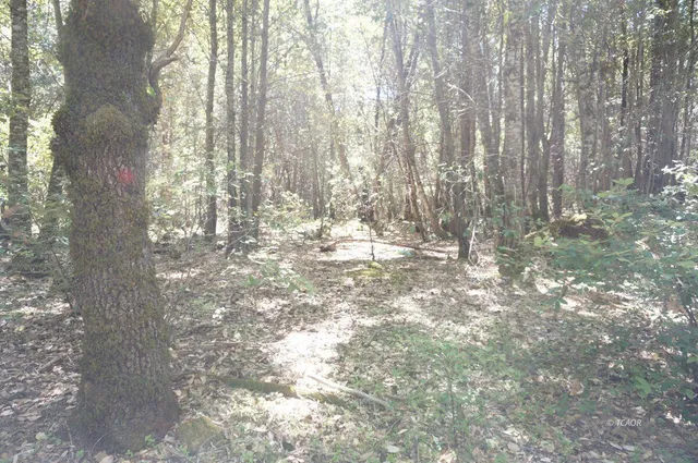 a view of trees with trees in the background