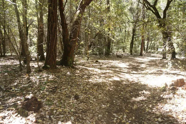 a view of a yard with trees