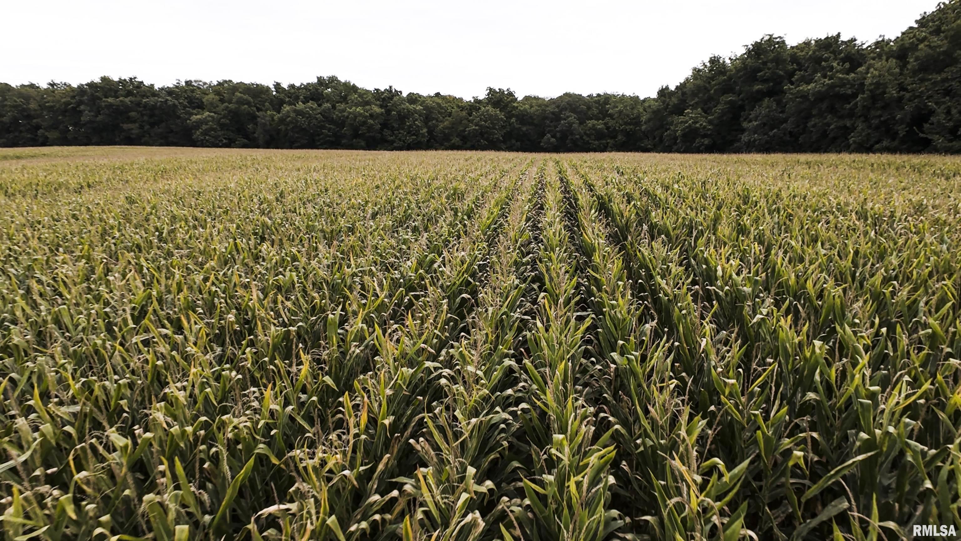 0 North Daily Road Princeville, IL 61559 - Photo 6 of 37