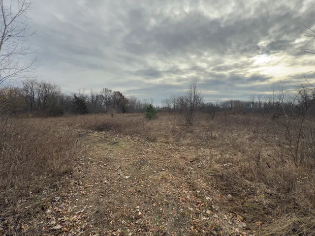 a view of a dry yard with trees
