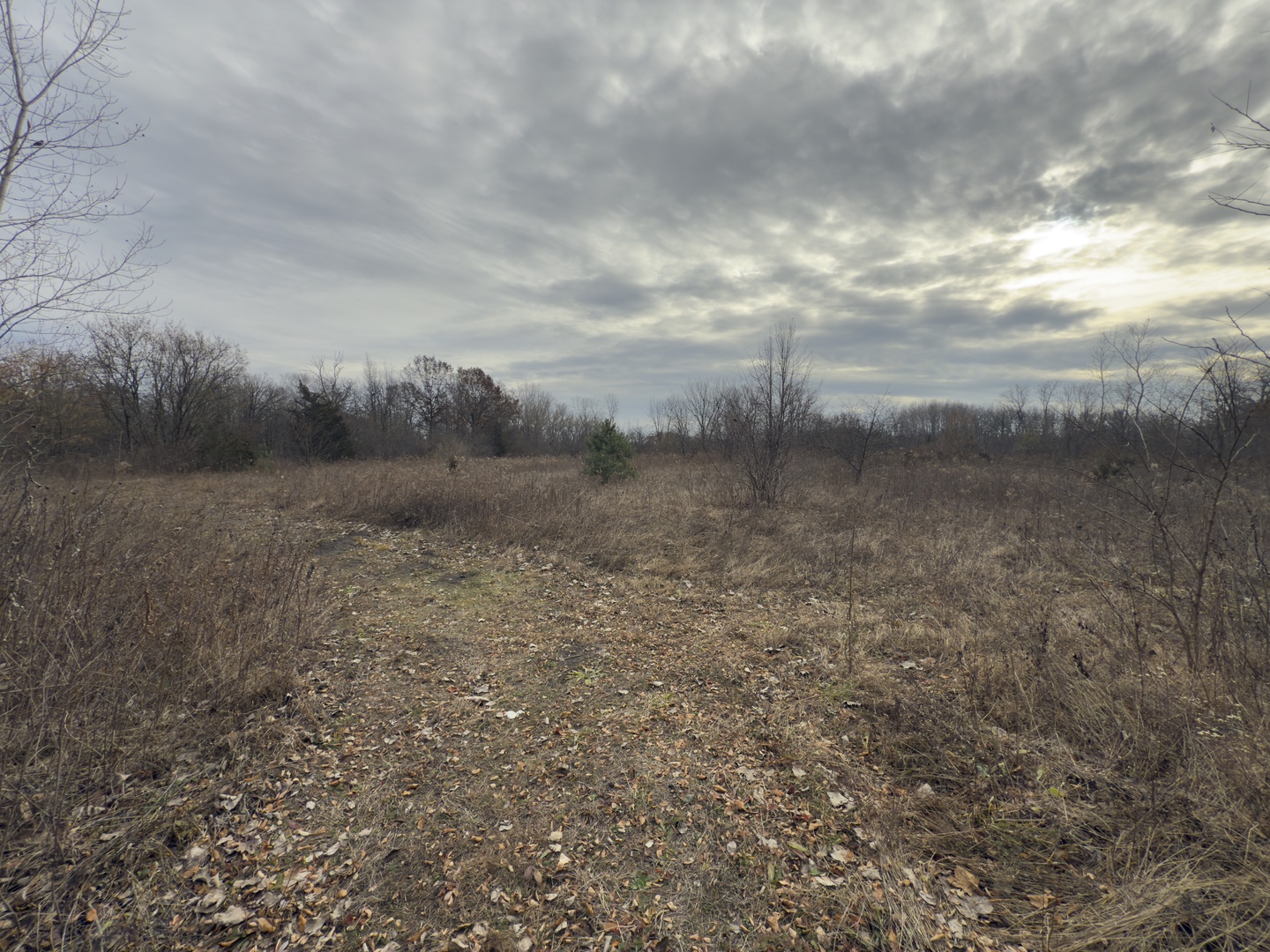3015 13th Street Winthrop Harbor, IL 60096 - Photo 3 of 5 a view of a dry yard with trees