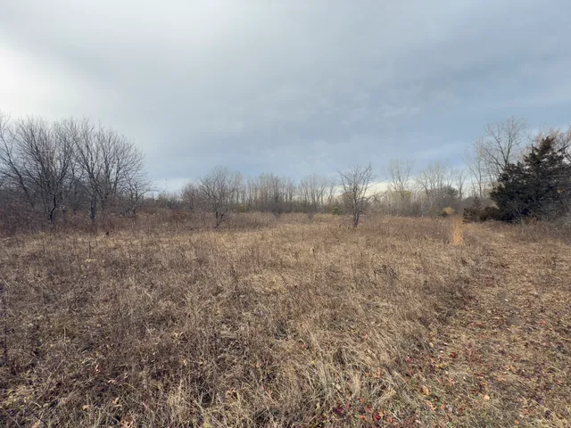 a view of a field of trees