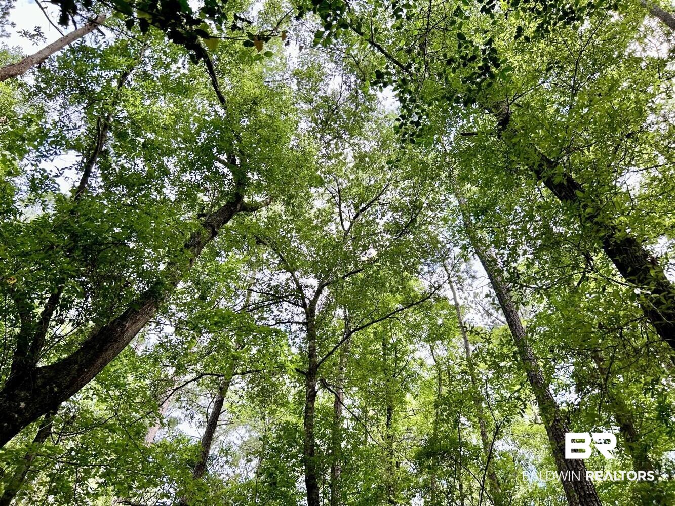 0 Thompson Road Stockton, AL 36579 - Photo 15 of 15 View of nature