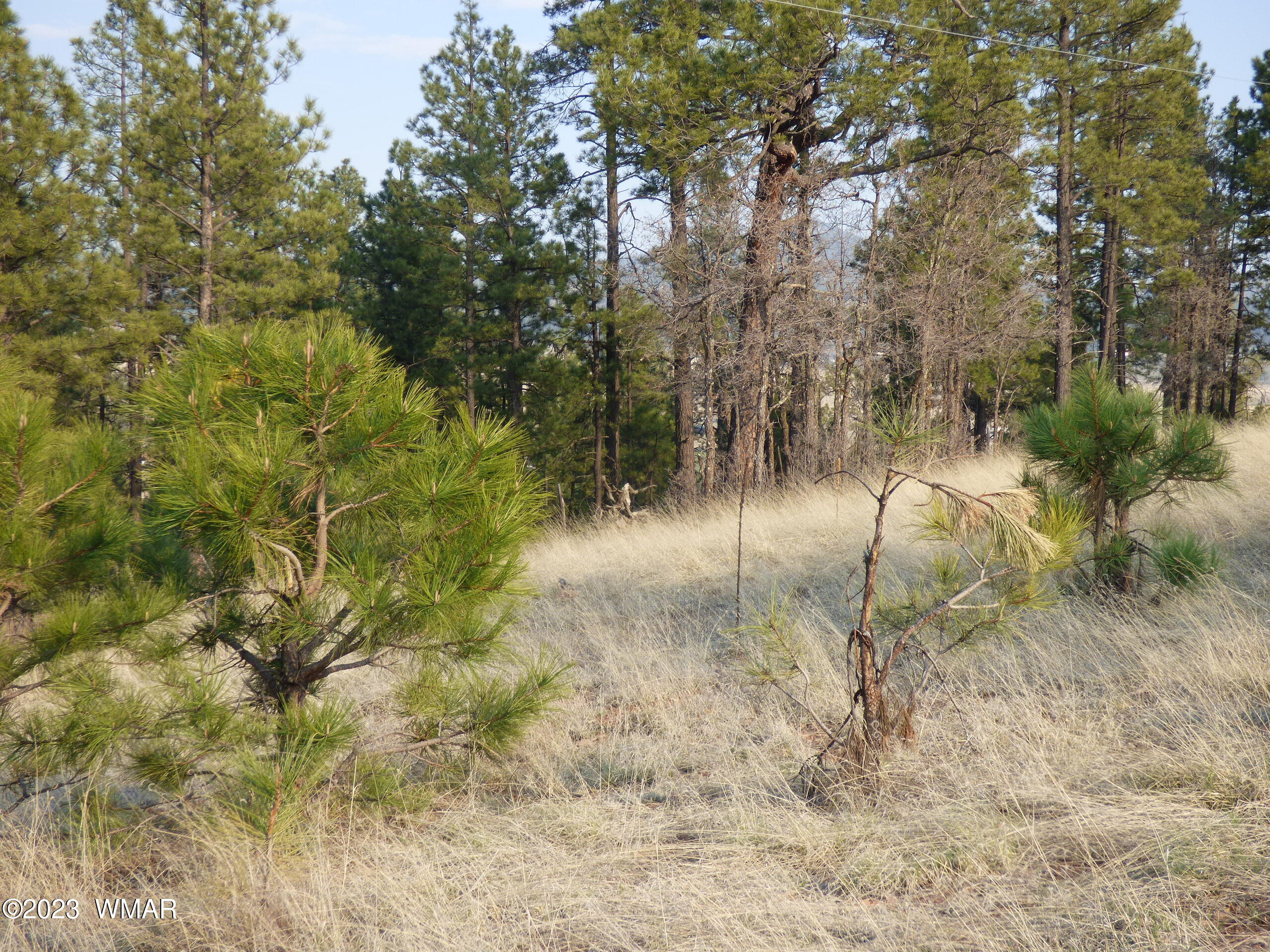 Lot 9 The Ranch Alpine, AZ 85920 - Photo 16 of 20 P1260207