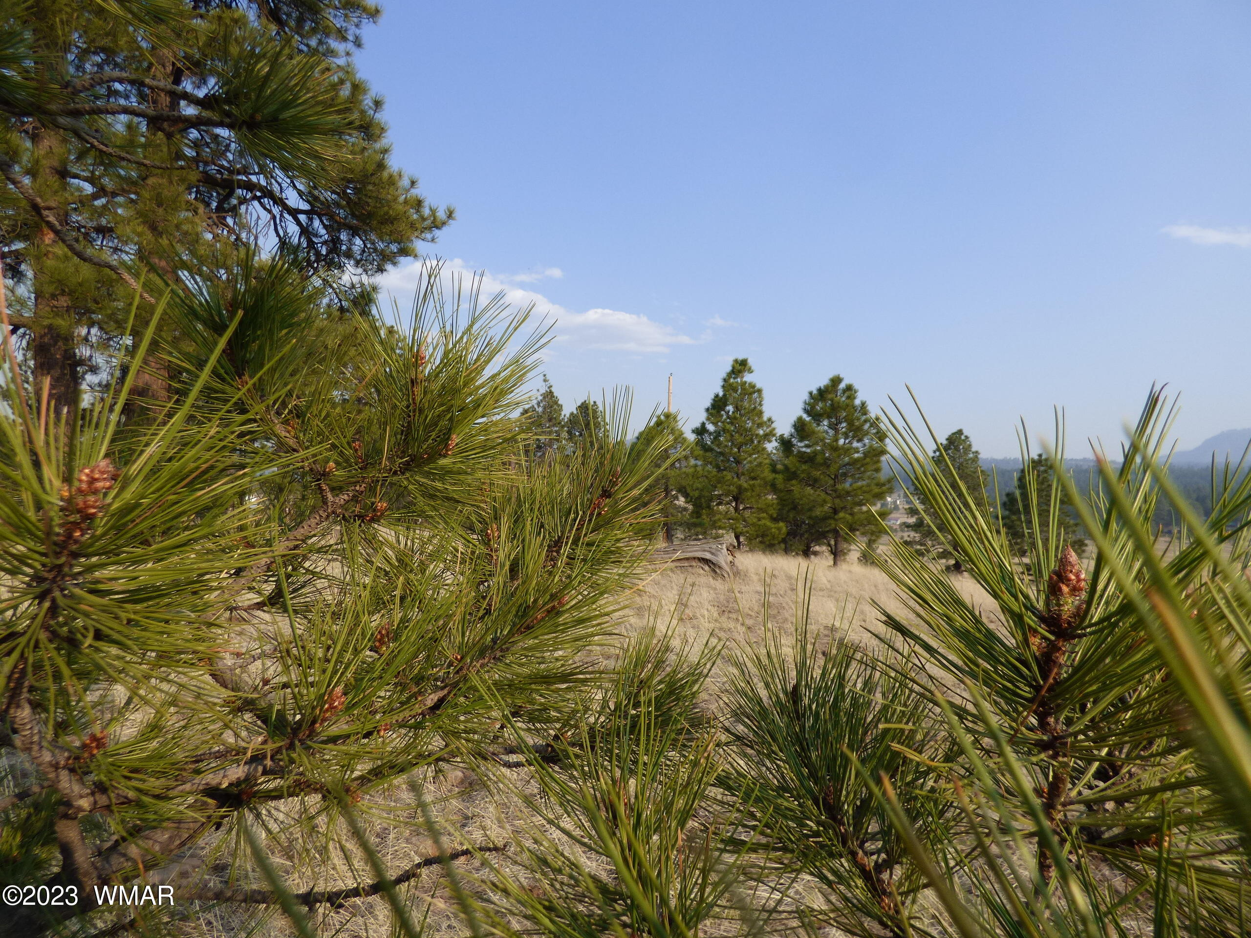 Lot 9 The Ranch Alpine, AZ 85920 - Photo 20 of 20 P1260261