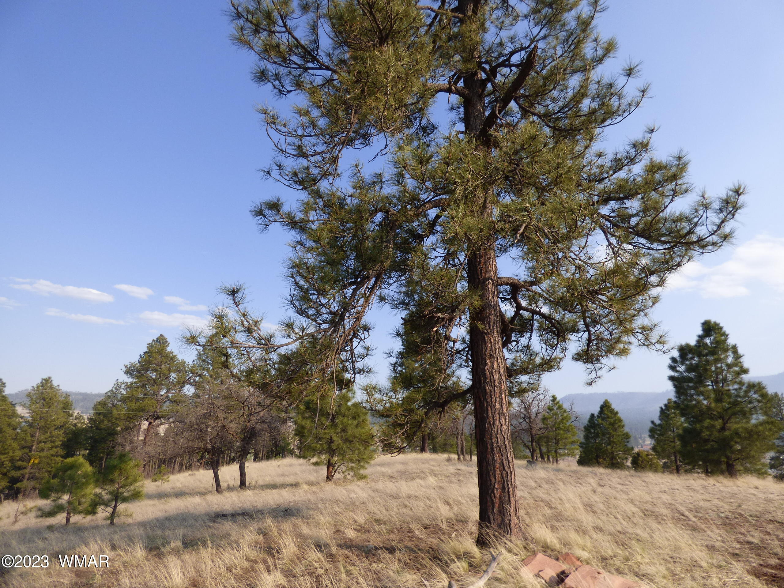 Lot 9 The Ranch Alpine, AZ 85920 - Photo 5 of 20 P1260190