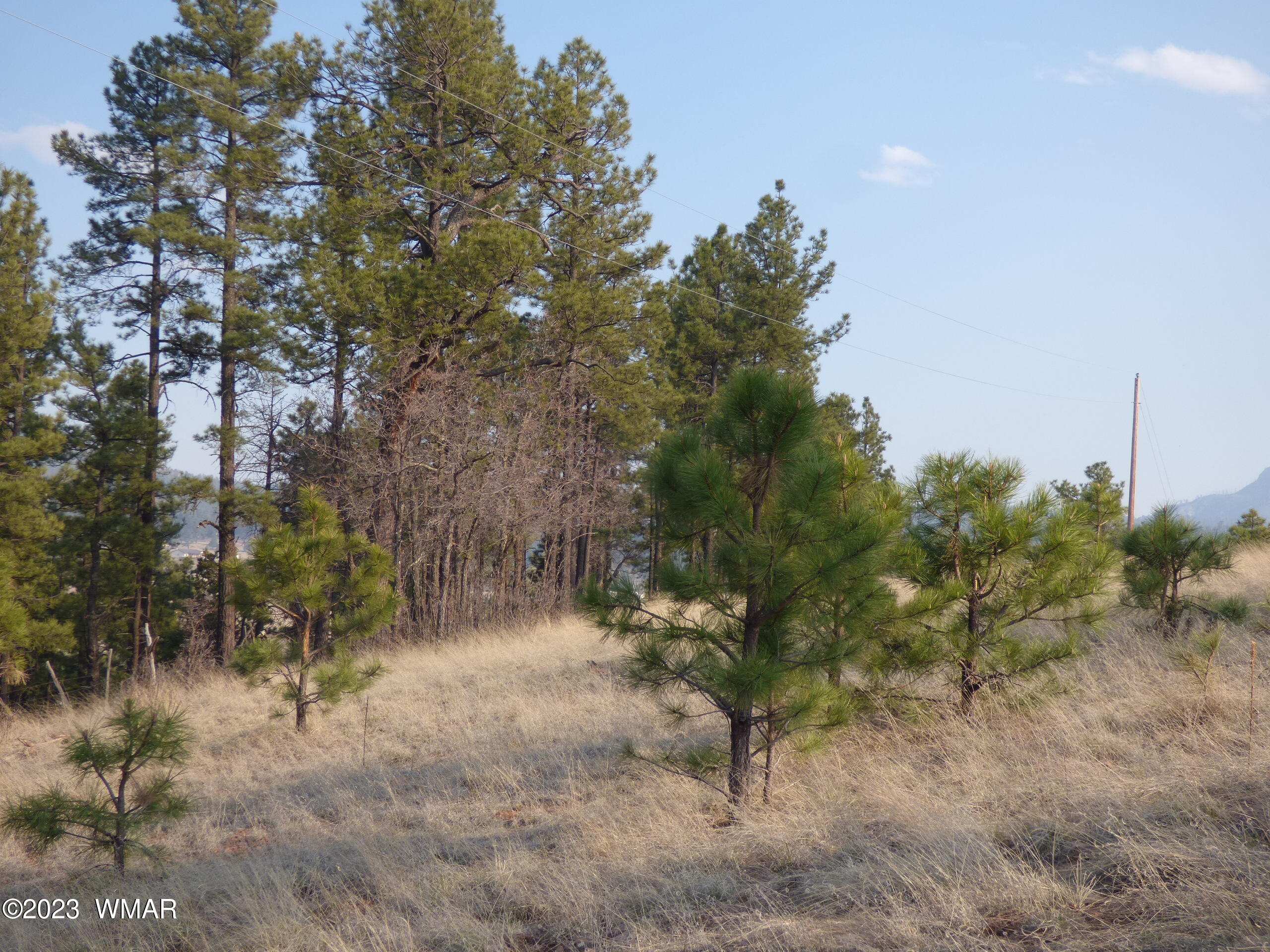 Lot 9 The Ranch Alpine, AZ 85920 - Photo 6 of 20 P1260201