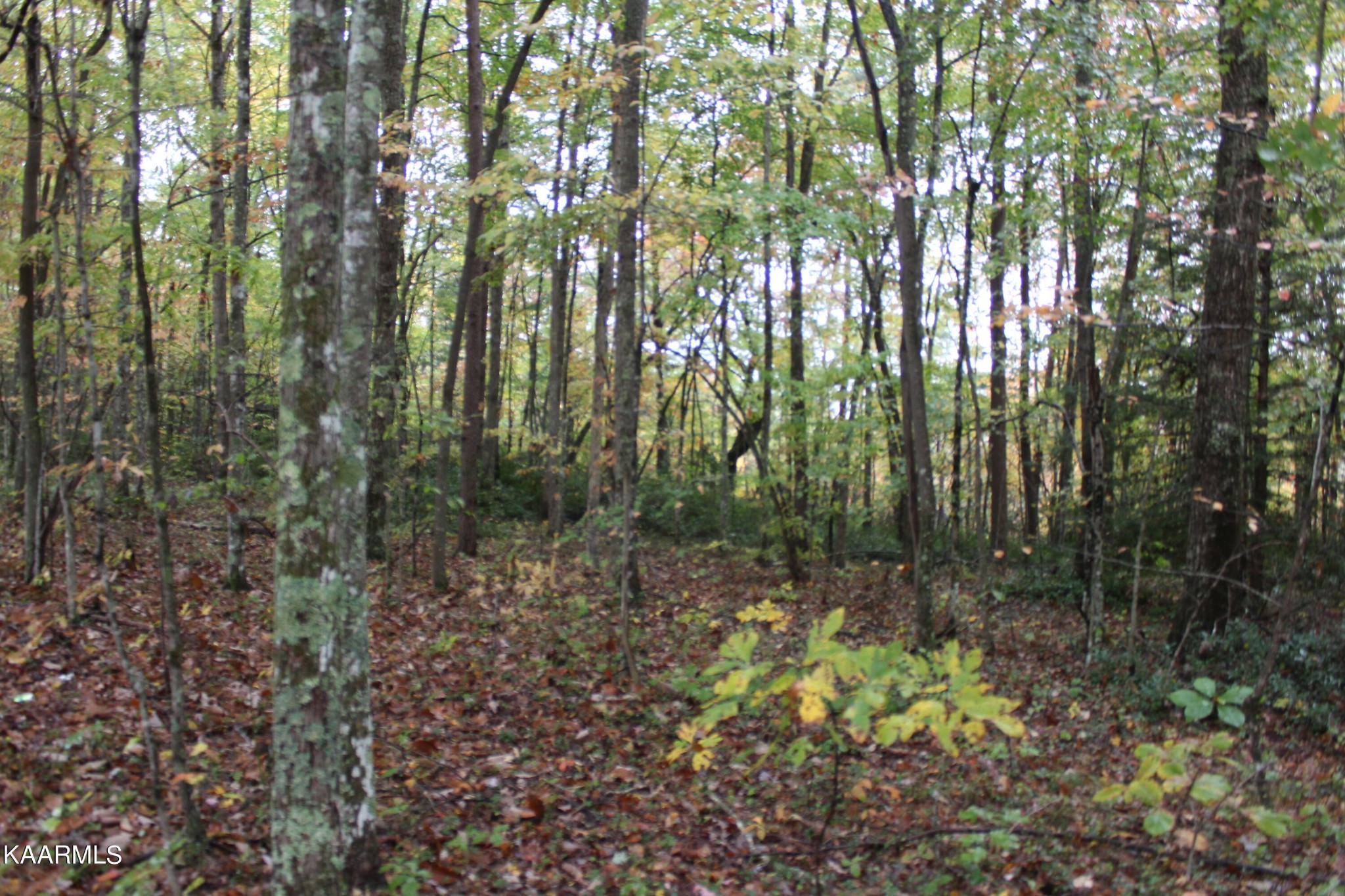 25 Copley Cemetery Road Jamestown, TN 38556 - Photo 12 of 52 Gallery Image 12
